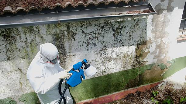 Top rated local Mold Remediation specialists in Covington, WA